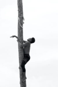 Male coconut tree climber